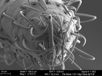 Media type: image; Invertebrate Zoology 131275